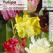 Tulipán Loro en mezcla